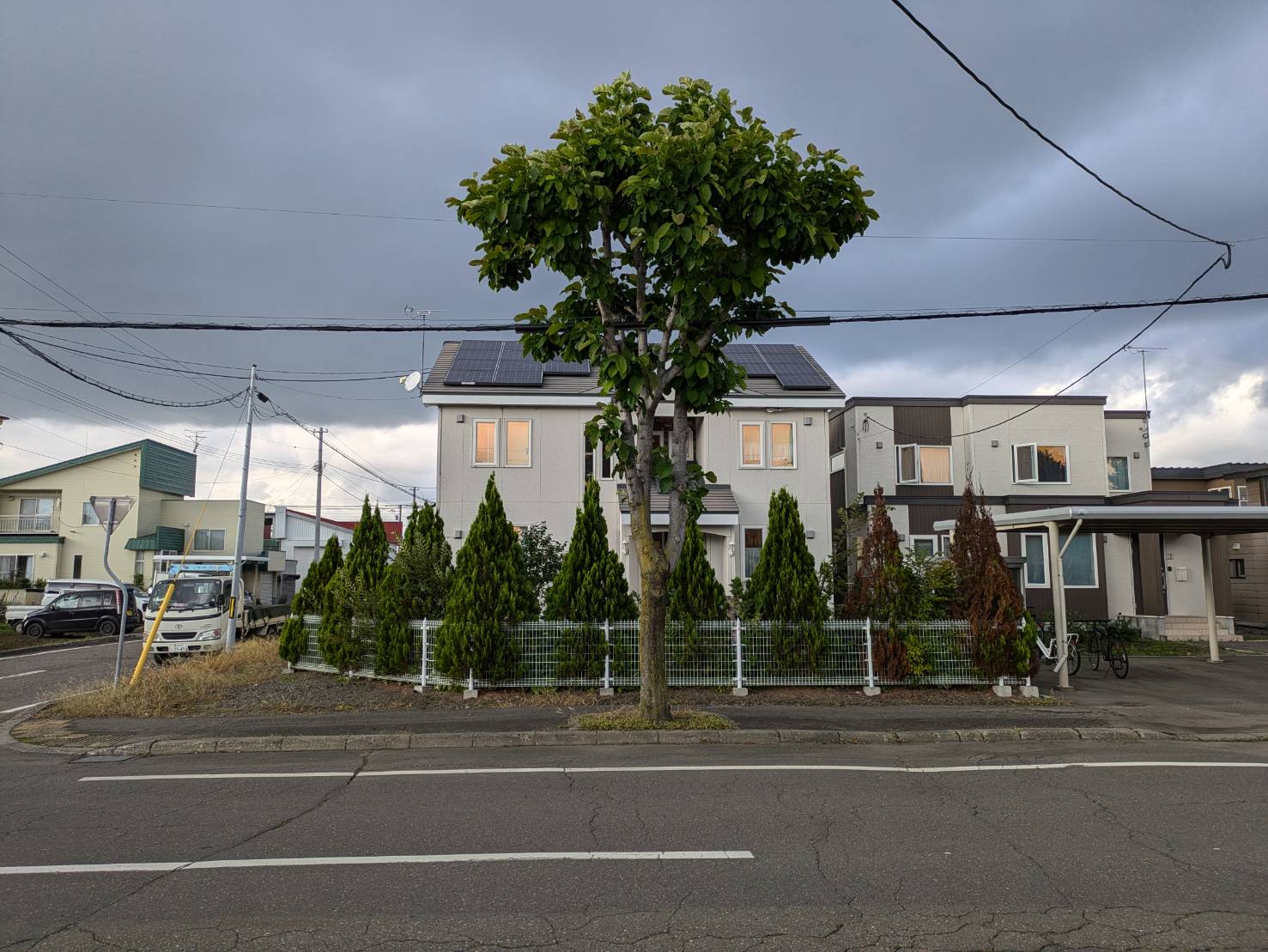 街路樹の伐採前